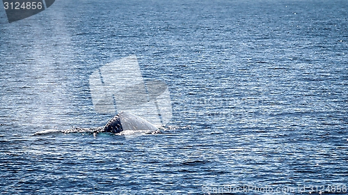 Image of Gray Whale