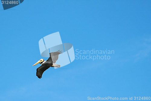 Image of Flying Pelican