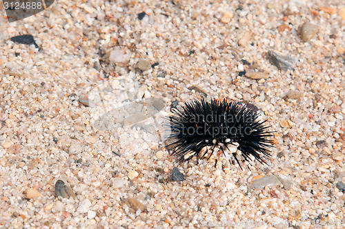 Image of sea urchin