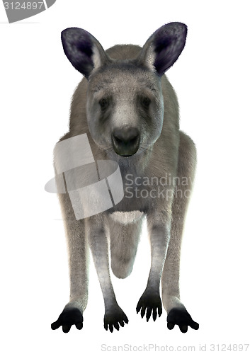 Image of Eastern Grey Kangaroo