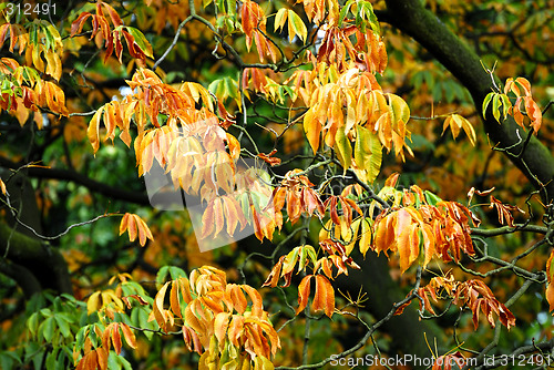 Image of Autumn