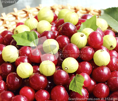 Image of Ripe berries