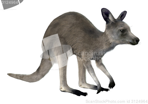 Image of Eastern Grey Kangaroo