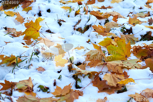 Image of autumn leaves in the snow