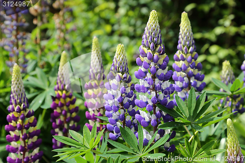 Image of Lupin