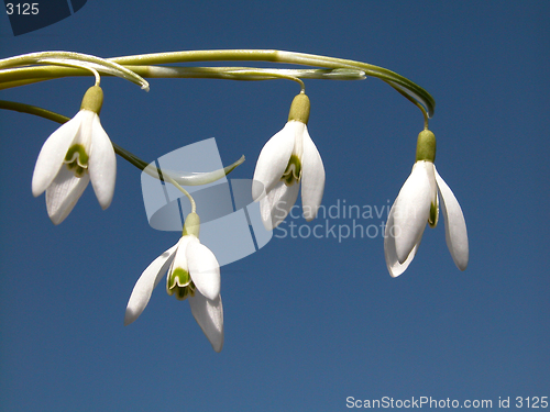 Image of snowdrop flower