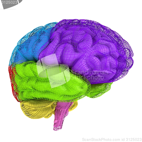 Image of Creative concept of the human brain