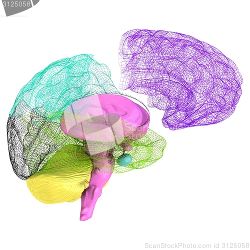 Image of Creative concept of the human brain