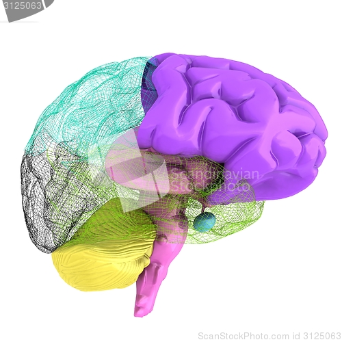 Image of Creative concept of the human brain