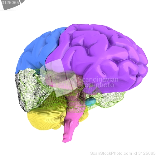 Image of Creative concept of the human brain