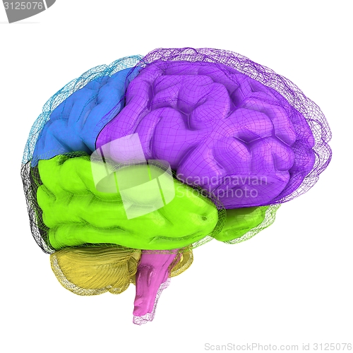 Image of Creative concept of the human brain