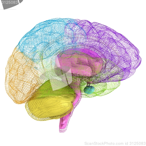 Image of Creative concept of the human brain