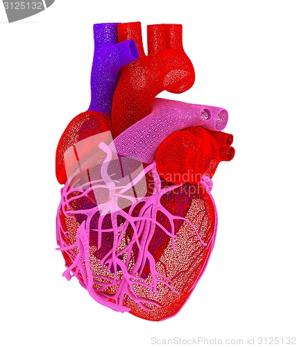 Image of Human heart