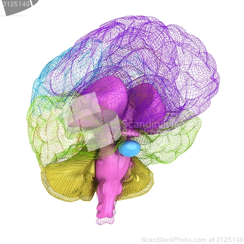 Image of Creative concept of the human brain