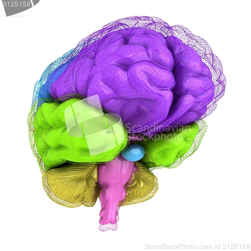 Image of Creative concept of the human brain