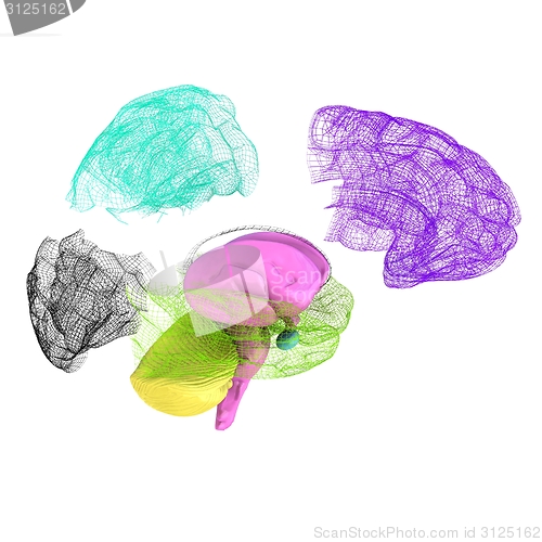 Image of Creative concept of the human brain