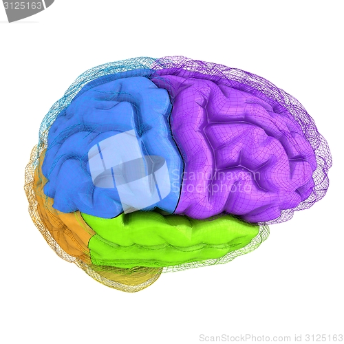 Image of Creative concept of the human brain