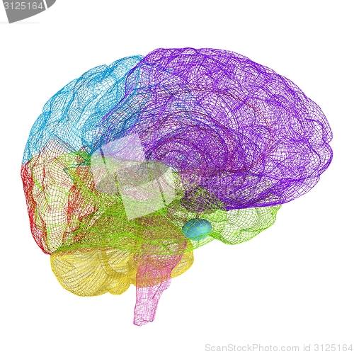 Image of Creative concept of the human brain