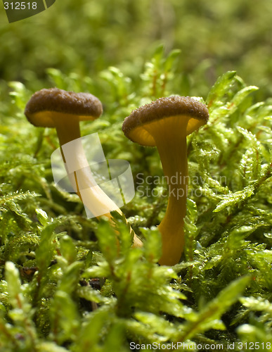 Image of mushroom