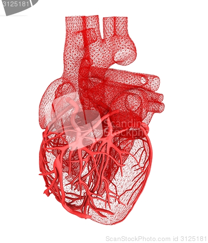 Image of Human heart