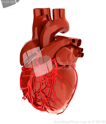 Image of Human heart