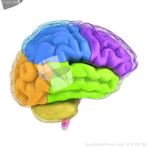 Image of Creative concept of the human brain