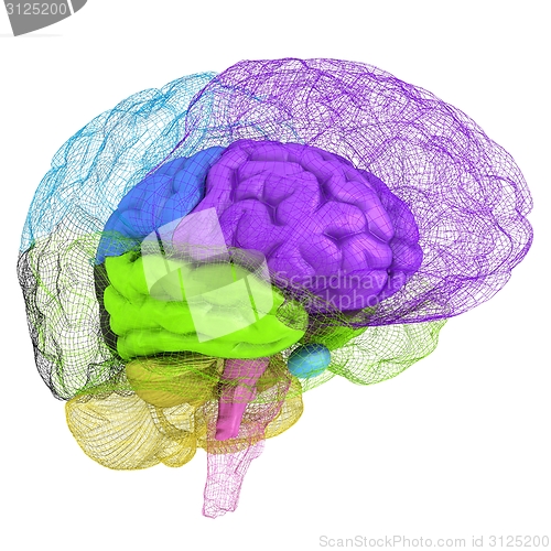 Image of Creative concept of the human brain