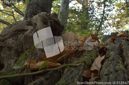 Image of dead tree