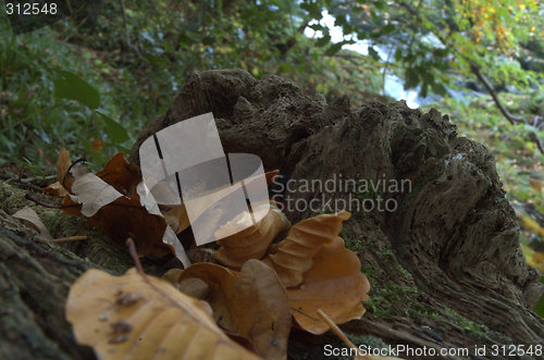 Image of rotting tree