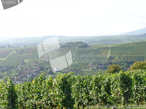 Image of Vineyard