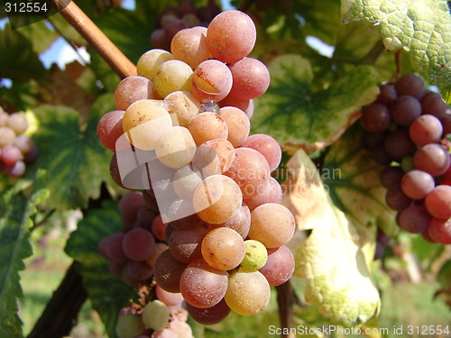 Image of Grapes