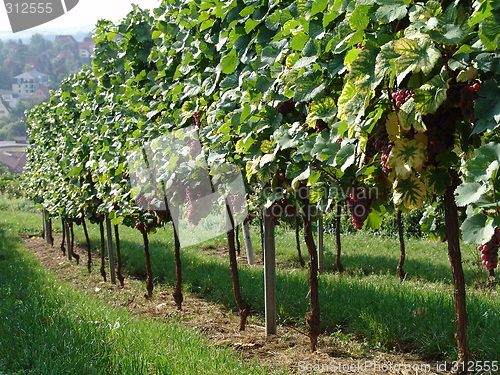 Image of Vineyard