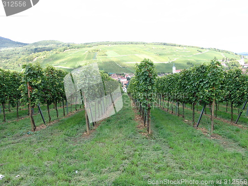 Image of Vineyard