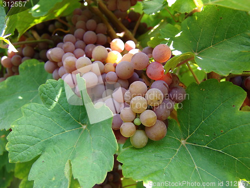 Image of Grapes