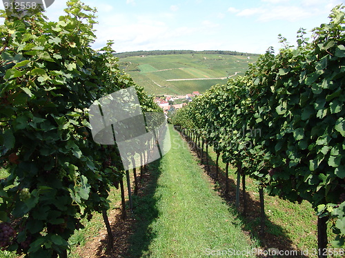 Image of Vineyard