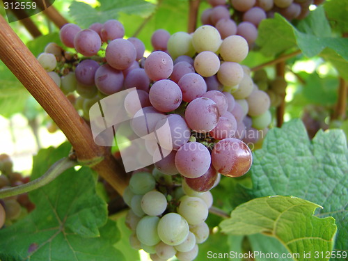 Image of Grapes