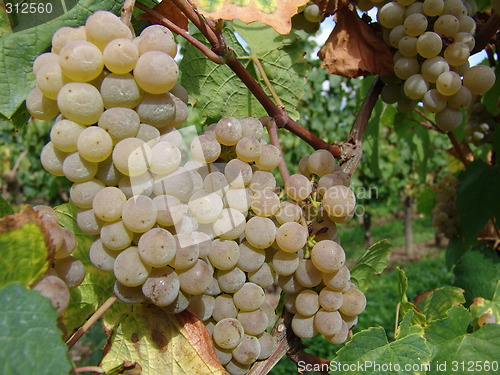 Image of Grapes