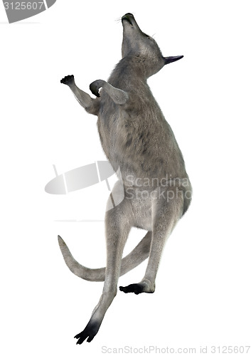 Image of Eastern Grey Kangaroo