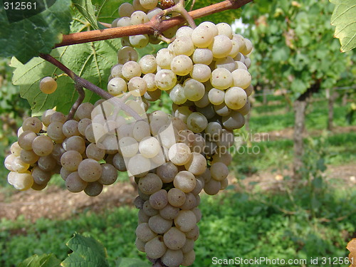 Image of Grapes