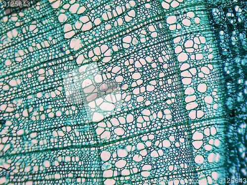 Image of Tilia stem micrograph