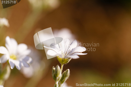 Image of White flower