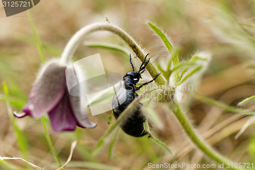 Image of Chafer on the flower