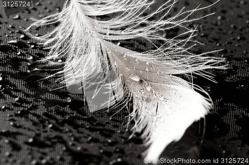Image of White feather with water drops