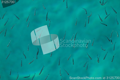 Image of Small fish