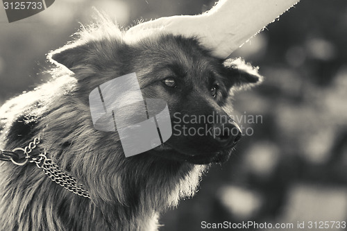 Image of German shepherd dog