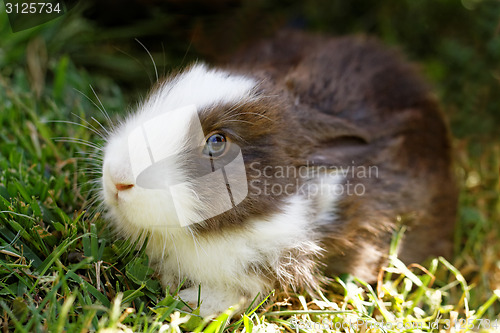 Image of Cute bunny