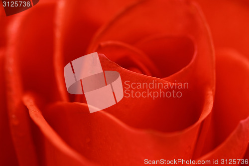 Image of Beautiful red rose closeup
