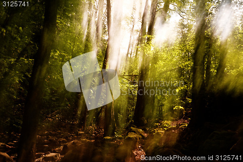 Image of Blurred trees background