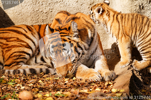 Image of Tiger mum