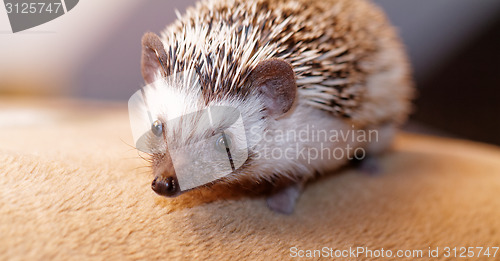 Image of African white- bellied hedgehog